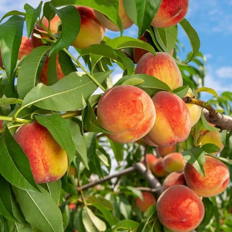 🍑Ultra-Sweet Juicy Peach Tree Planting Kit
