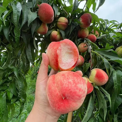 🍑Ultra-Sweet Juicy Peach Tree Planting Kit