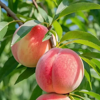 🍑Ultra-Sweet Juicy Peach Tree Planting Kit