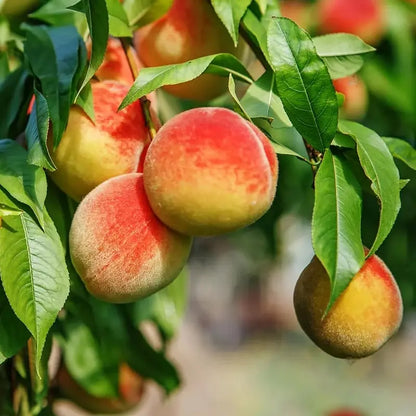 🍑Ultra-Sweet Juicy Peach Tree Planting Kit